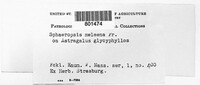 Omphalospora melaena image